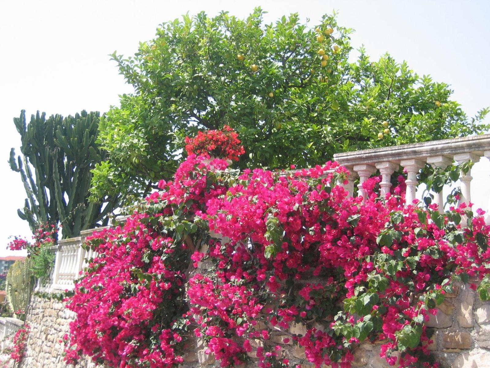 Ca Dei Conti Villa San Bartolomeo Al Mare Bilik gambar